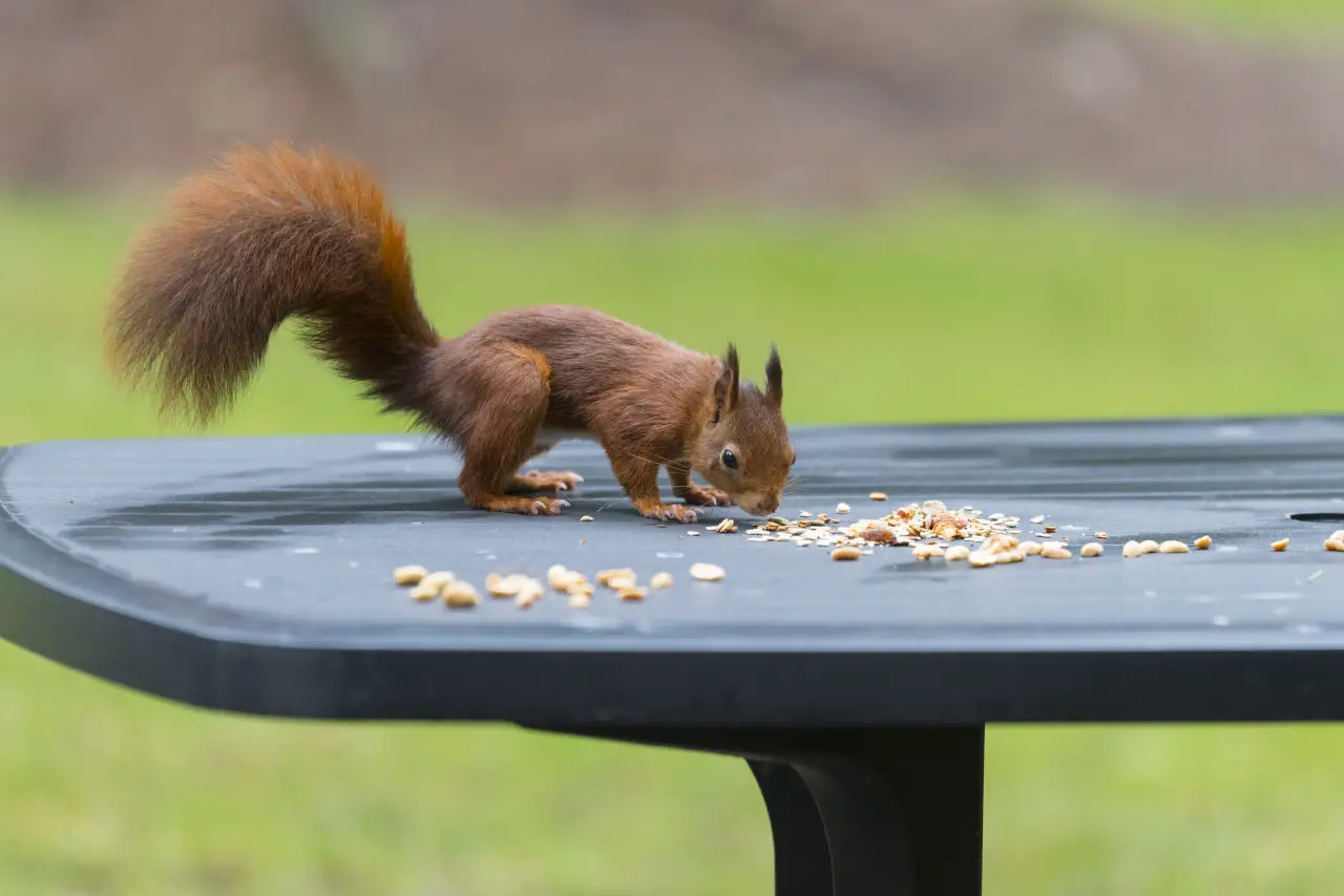 Man kann Eichhörnchen mit Kaffeesatz fernhalten