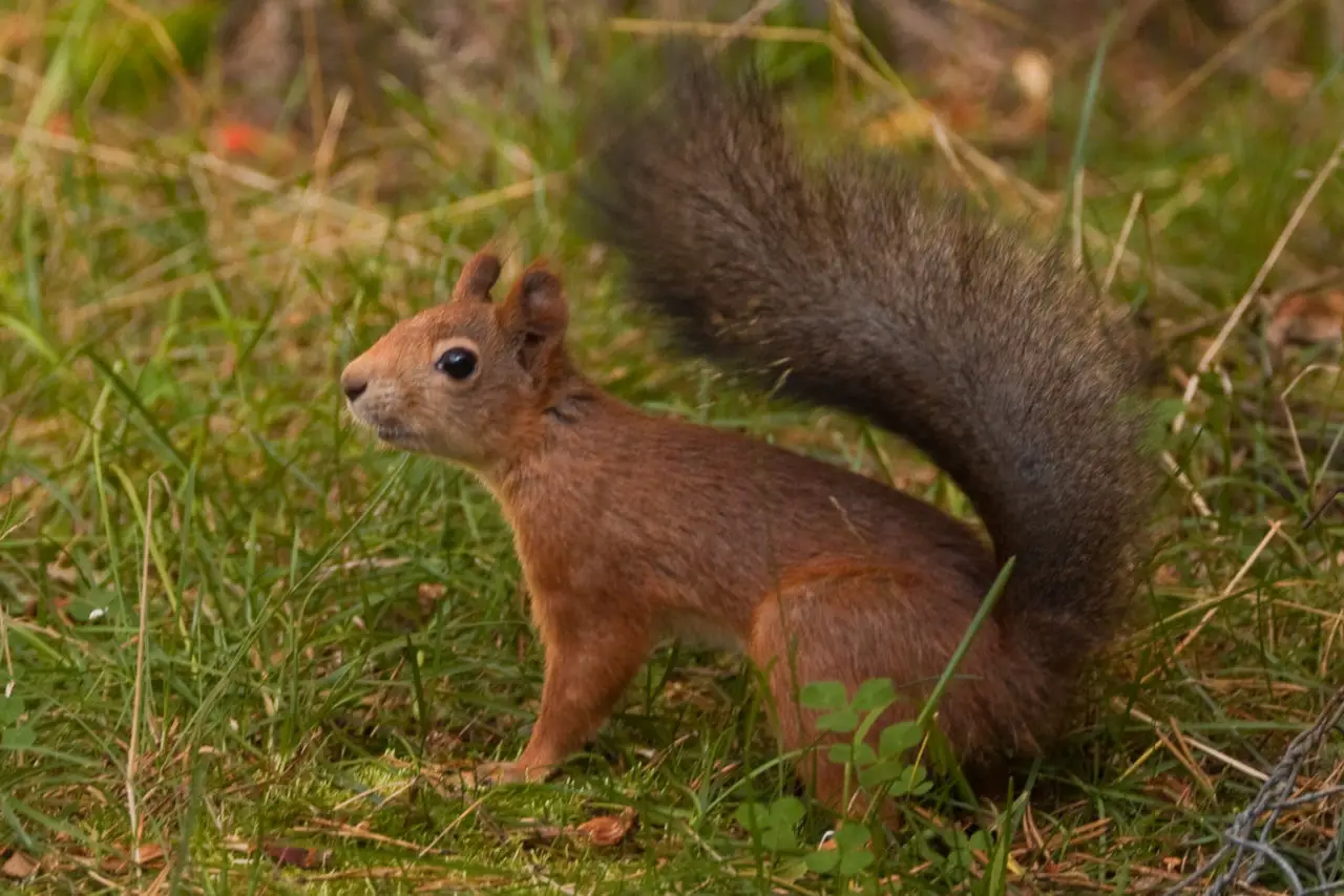 Eichhörnchen wackeln aus verschiedenen Gründen mit dem Schwanz