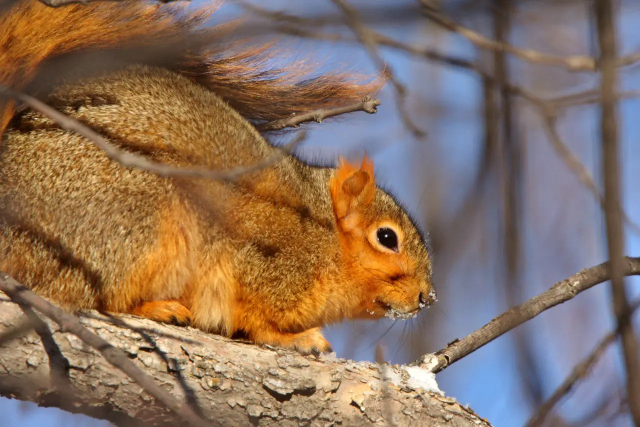 Eichhörnchen überstehen auch den Winter