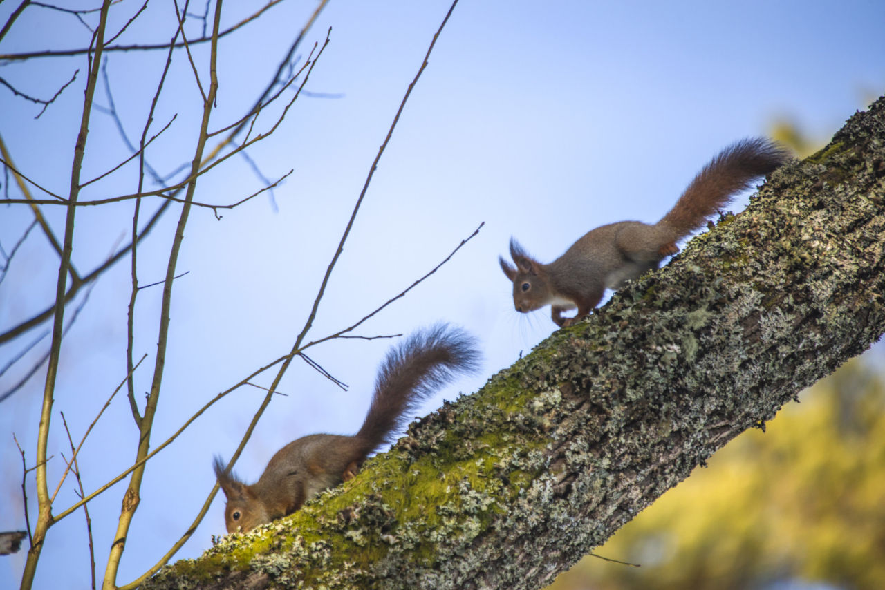 Eichhörnchen jagen sich gegenseitig